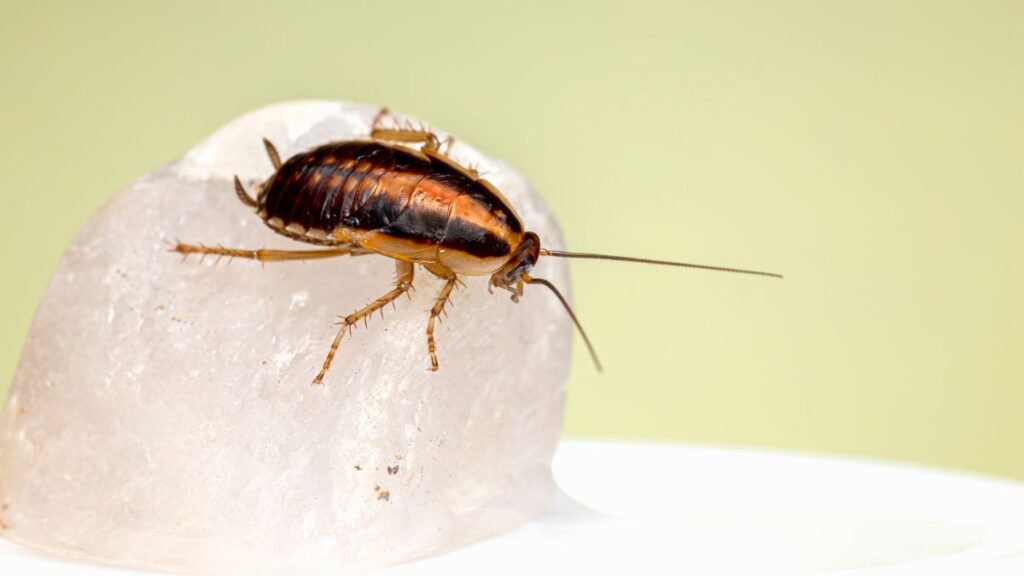 infestação de baratas em casa