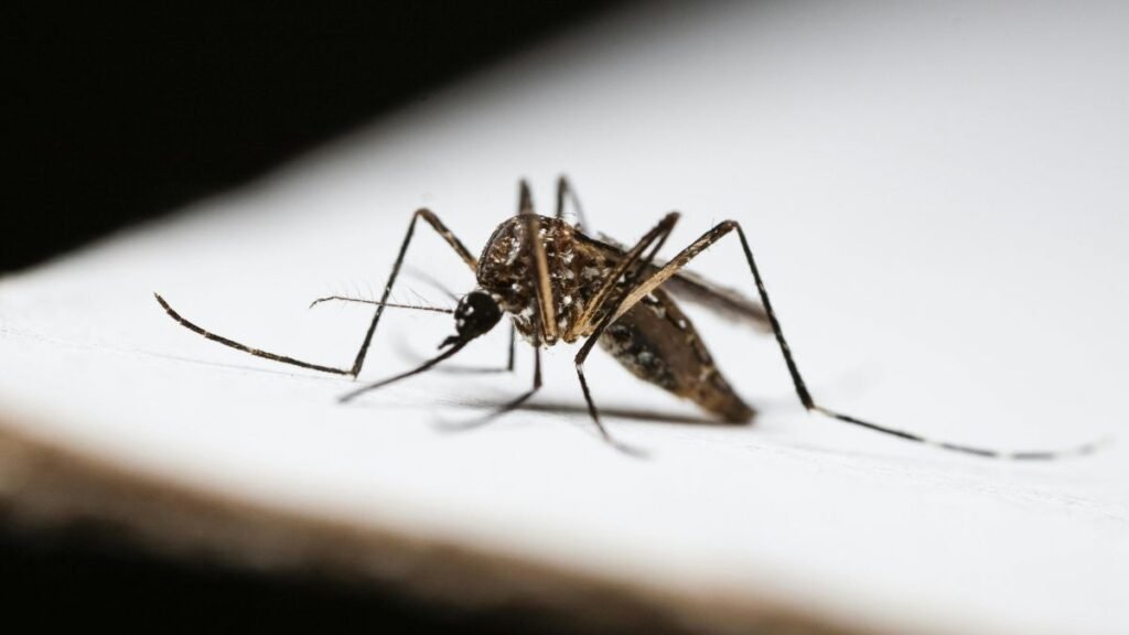 Métodos Químicos para Eliminar os Mosquitos da Dengue
