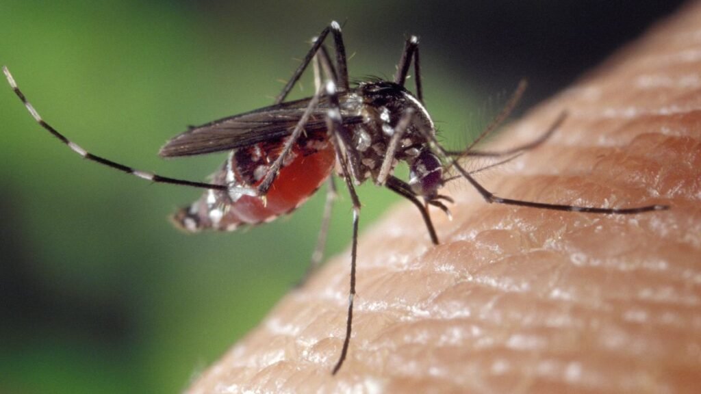 mosquitos da dengue