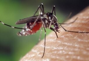 mosquitos da dengue