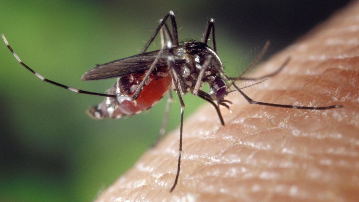 mosquitos da dengue