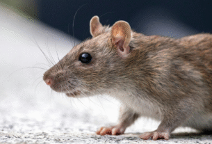 Ratos de esgoto