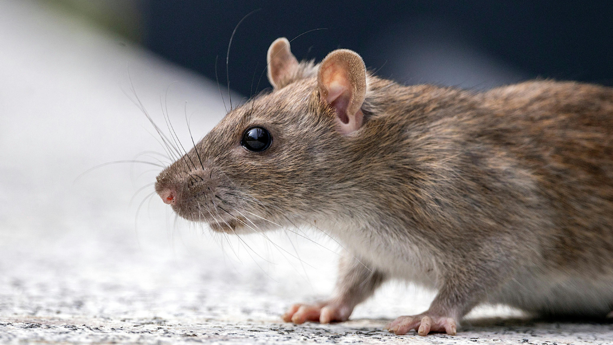Ratos de esgoto