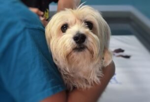 Dermatologia veterinária