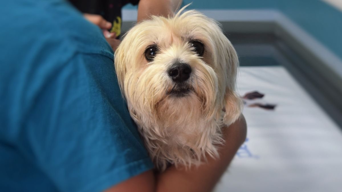 Dermatologia veterinária