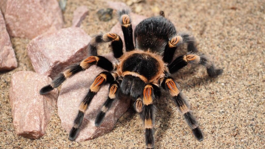Espécies de aranha