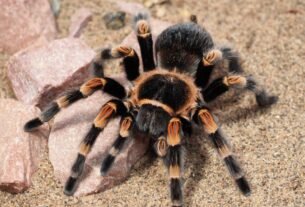 Aranhas