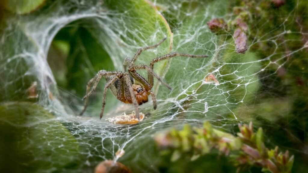 Tipos Fascinantes de Aranhas