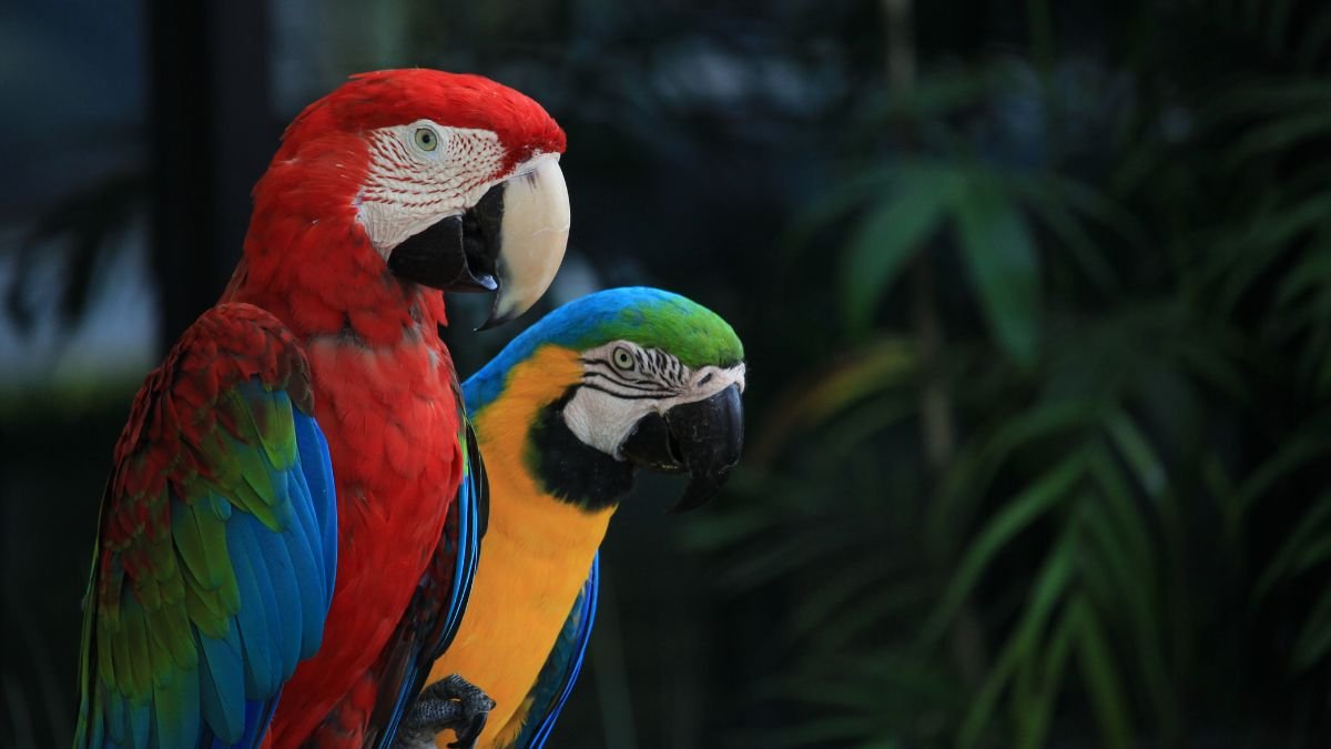 biodiversidade
