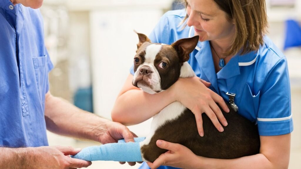 fisioterapia em animais