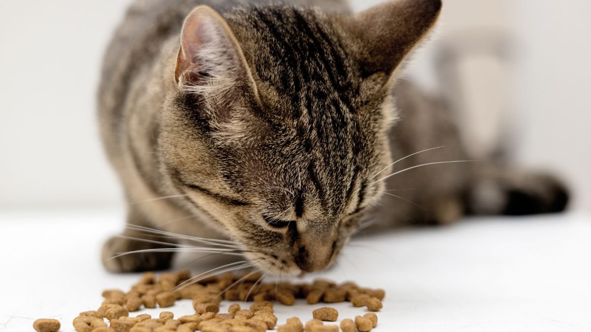 Nutrição animal