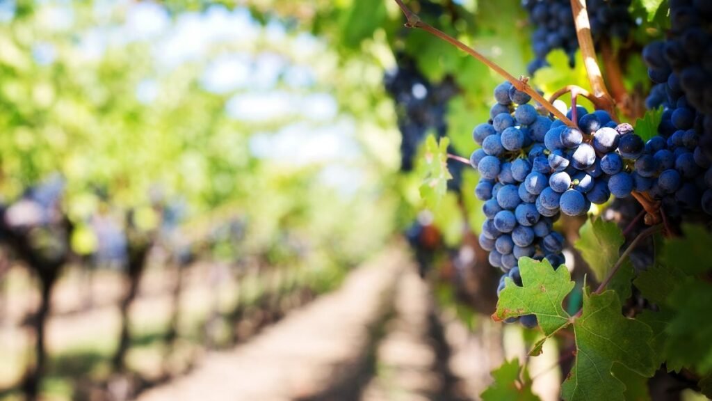 São Roque: rota do vinho e história