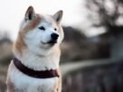 Shiba Inu