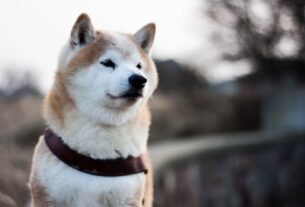 Shiba Inu