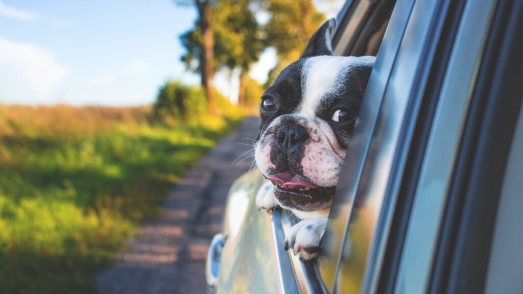 Viajar com Seu Pet