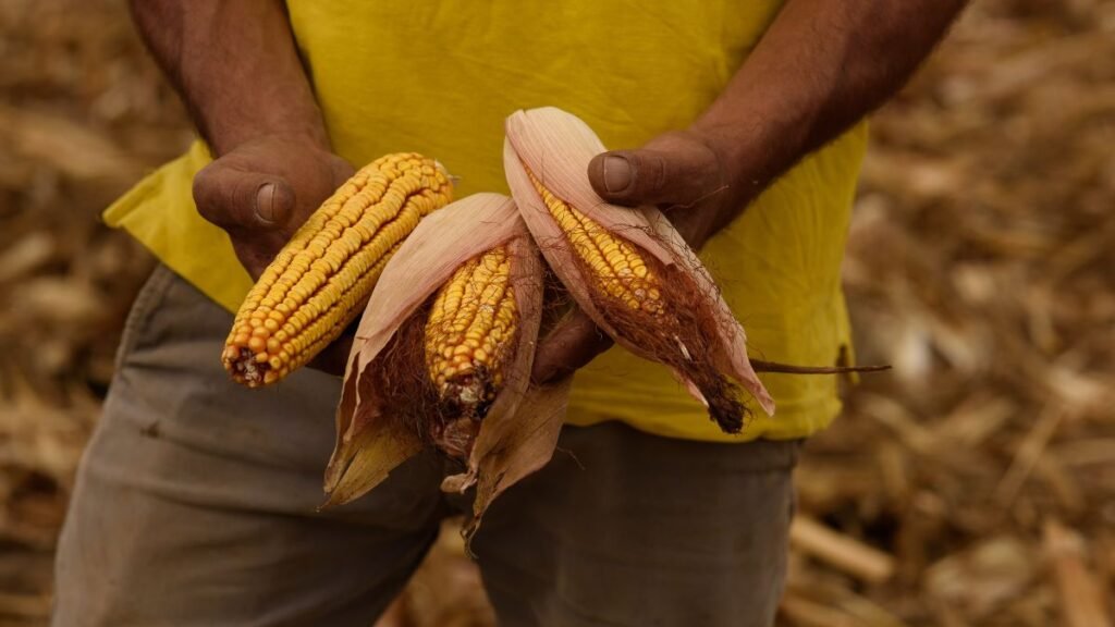 O que é agricultura regenerativa