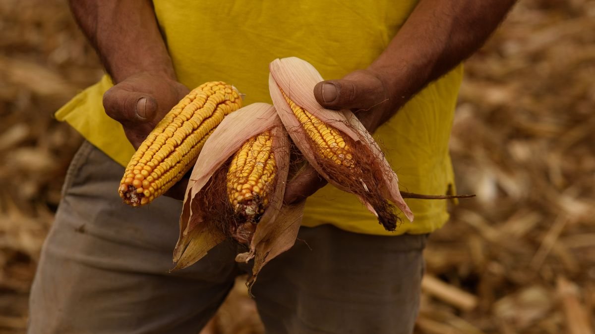 O que é agricultura regenerativa