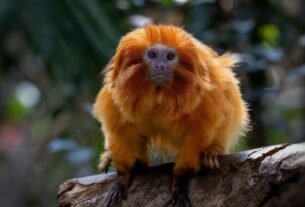 Animais com risco de extinção no Brasil