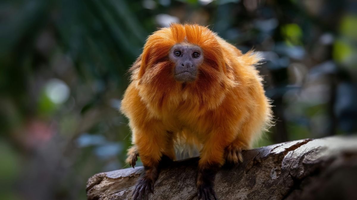 Animais com risco de extinção no Brasil