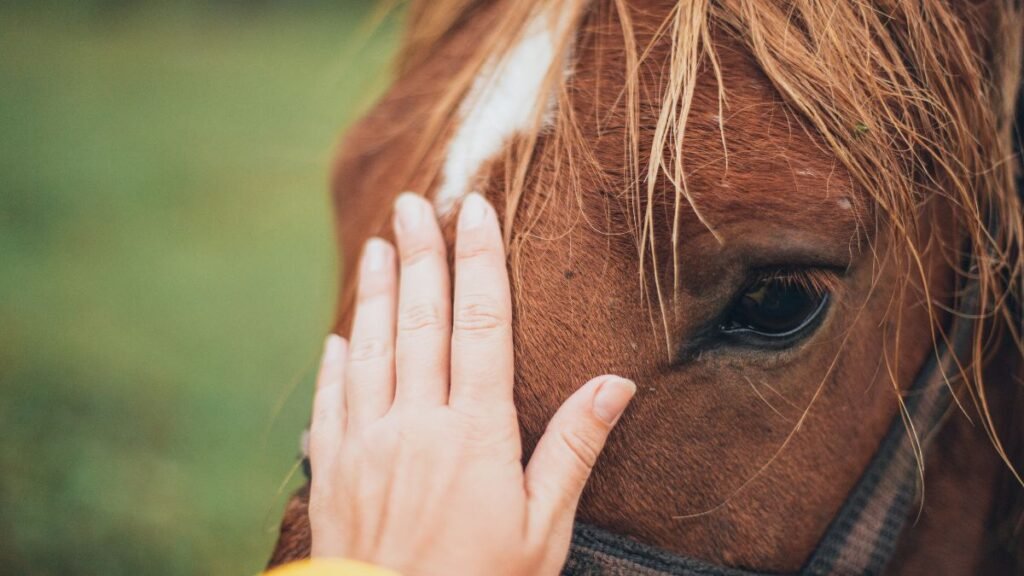 terapia com cavalos