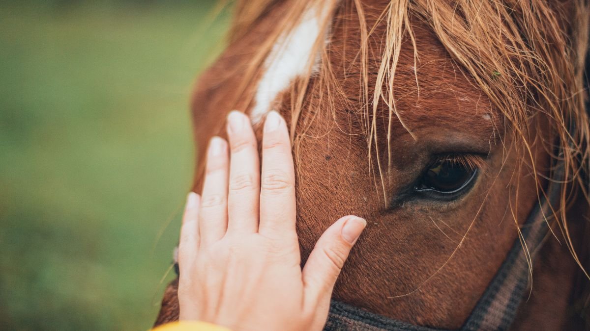 terapia com cavalos