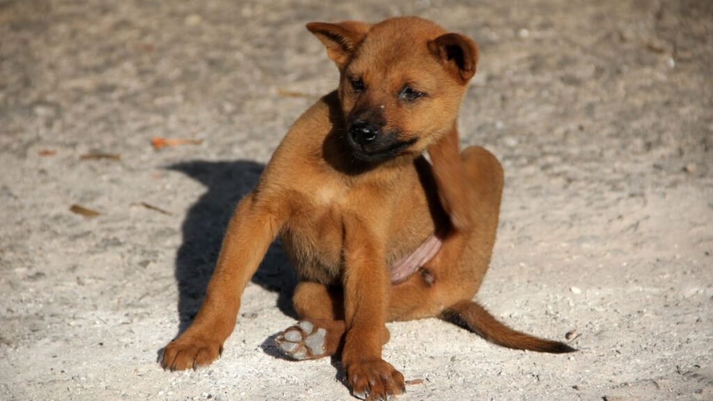 prevenir pulgas em cachorros