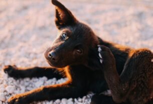 Pulgas em cachorros