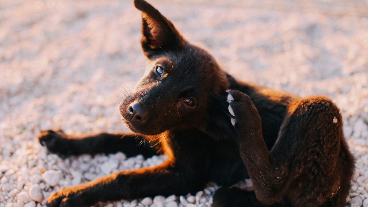 Pulgas em cachorros