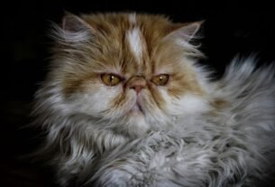 Tipos de raças de gato