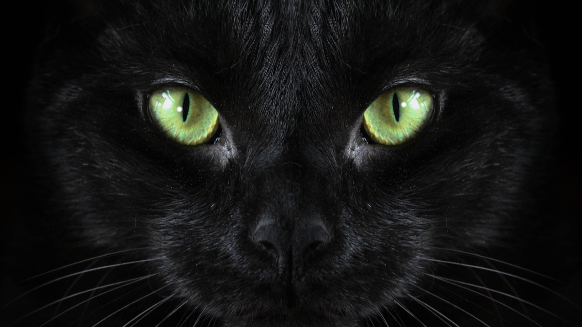Filme Flow: 5 Lições Inspiradoras da Animação para Adoção de Gatos Pretos